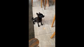 Dog's Deep Blue Eyes