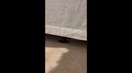 No Monsters Under the Bed Just a Crazy Cat