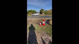 Neil the Seal Relaxes by the Road