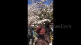 China: Tourists Enjoy Cherry Blossoms in Yuyuantan Park in Beijing