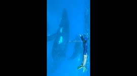 The experience of a lifetime: Join these whales to swim with them in