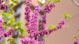 China: Bauhinia flowers bloom in Qiandongnan