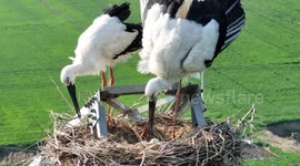 China: Oriental White Storks Nest on An Iron Tower to Breed in Huai'an