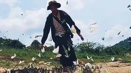 Hundreds of butterflies swarm reservoir after rain in Thailand