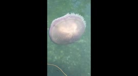 Giant jellyfish seen swimming near shore in the Philippines