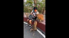 Monkeys surround walker to grab food for their lunch