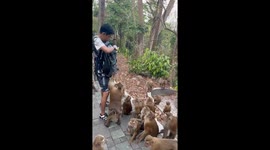Tourist mobbed by hundreds of hungry monkeys