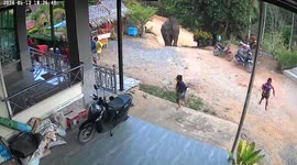 Wild elephant chases terrified children outside home