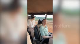 Elephant terrifies tourists - rummaging around looking for a snack in their Jeep