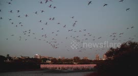India: Bird-Hit By Emirates Flight Kills 40 Flamingos