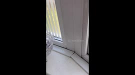 Man has hilarious encounter with his cat's 'Birdy' surprise at the window!
