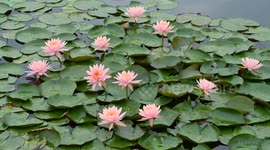 China: Water Lilies in Full Bloom in Nanning