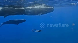 Woman swims alongside sperm whales