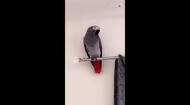 Foul-mouthed parrot unleashes hilarious swearing tirade