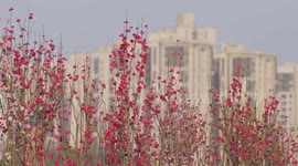 China: Flowers Bloom in downtown Chongqing