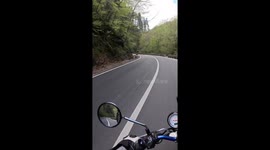 Mama bear and cubs lay on Transfagarasan Road