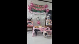 Pet dog given awesome party for her 17th birthday