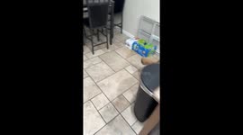 Pet owner captures hilarious moment as dog dances on command