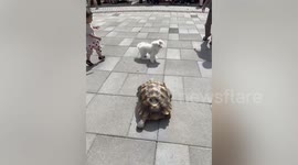 Tortoise chases pet dog at the park