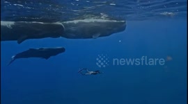 Free diver swims below pod of giant sperm whales in Mauritius