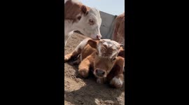 Cheeky cow uses friend's ear to scratch his itchy nostril