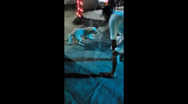 Dog and his owner dancing together on a event night