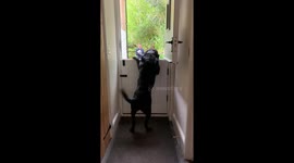 Labrador Does His Happy Dance