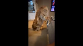 Golden Retriever Stands on Couch While Eating