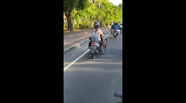 Dogs Ride on Motorcycle in Bali
