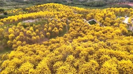 China: Blooming Tabebuia Chrysantha in Nannjing