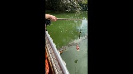 Feeding time crocodile jumping out of the water to get food off a pole
