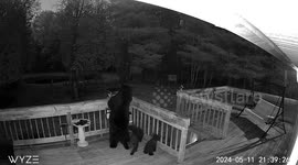 Mother bear and cubs eat from bird feeders on family's front porch