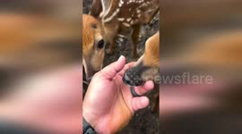 Police rescue stranded fawn in Ormond Beach, Florida