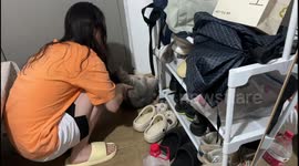 Chubby pet cat does sit-ups with help from owner