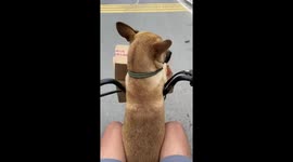 Pet dog joins cyclist on electric bike as he collects parcel