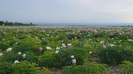 Floral wonderland at foot of Tianshan Mountains in Xinjiang, China