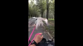 Parrot on the Road: Unique Motorcycle Ride in China