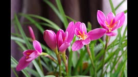 China: Orchid Buds Blooming