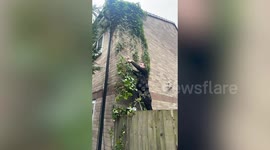 Hilarious moment as man drops 8ft after ripping off an ivy branch
