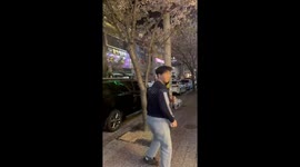 Tree flower shower: Ulsan, South Korea