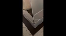 Kitten's daring escape: Bad Salzdetfurth dash