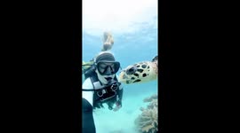 Post-cyclone dive: exploring the great barrier reef's ocean life