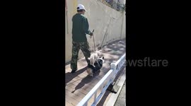 Poodle spotted hitching a ride on corgi's back in eastern China