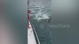 Man attempts to 'body-slam' orca in New Zealand