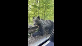 Bear waves goodbye: unexpected encounter on Brașov road