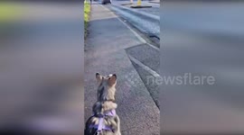 UK: Singing Dog Serenades Newark Officers