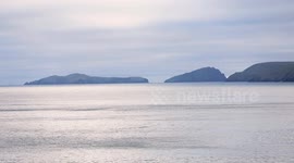 A large pod of Bottlenose Dolphins hunting, one jumps over 10ft in the air, on the West Coast of Ireland.