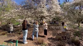 Ukraine: People spend time near blooming magnolia trees in a park in central Kyiv