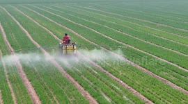 China: Wheat Growth in Anyang