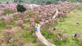 China: Tourists Enjoying Cherry Blossoms in Nanning